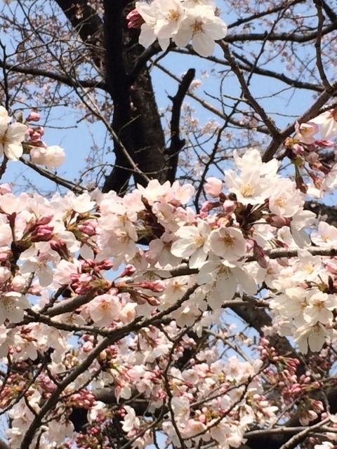 桜160320-2.jpg
