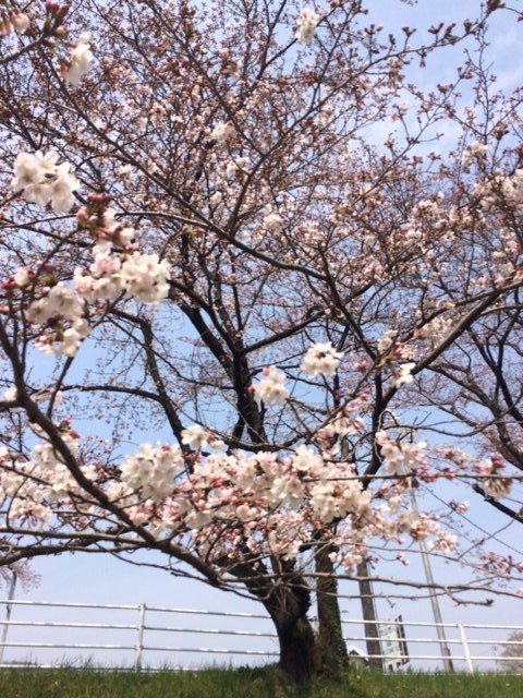 桜160320.jpg