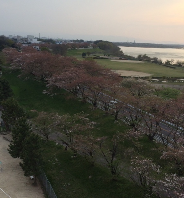 桜160409.jpg